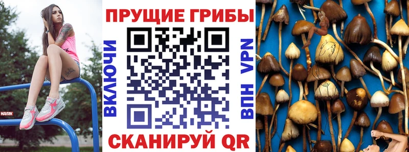 Псилоцибиновые грибы прущие грибы  Починок 